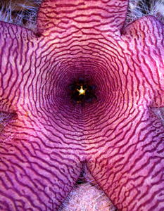Stapelia