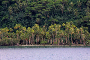 Tahaa Hillside