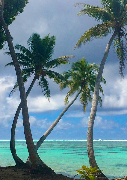 Motu Mahaea Palms Print