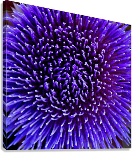 Artichoke Flower Canvas Print
