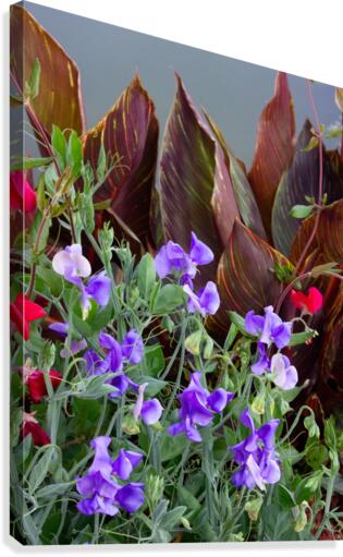 Sweet Peas 2 Canvas Print