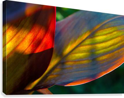Canna 2 Canvas Print