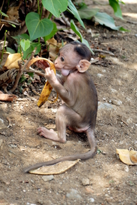 Baby Monkey