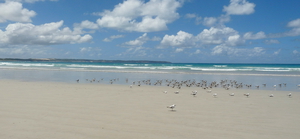 Beach with Seagulls