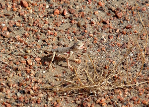 Gecko in Gobi