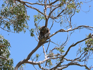 Koala Nap