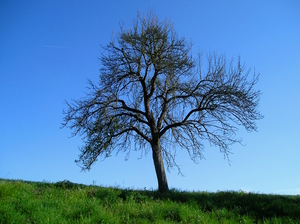 Lonely Tree in Spring