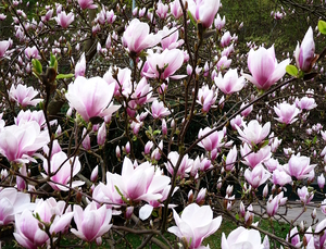 Magnolia Garden