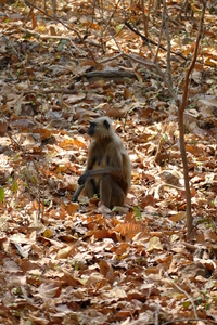 Monkey in Dry Season