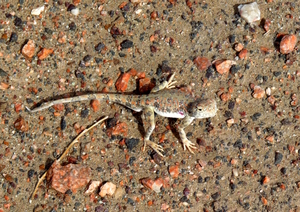 Perfect Camouflage