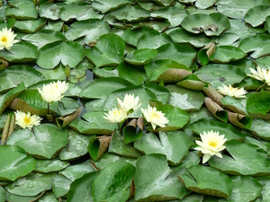 Water Lilies