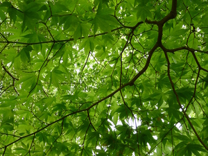 Tree Canopy