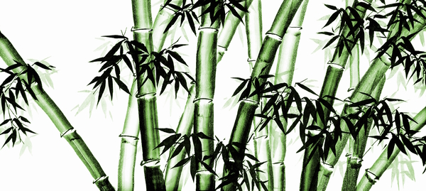 Bamboo Chinese Art - one - green - no cally by Birgit Moldenhauer