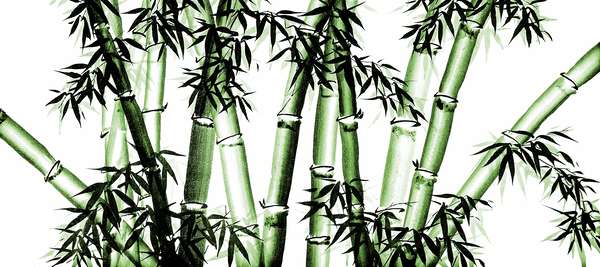 Bamboo Chinese Art - two - green - no cally by Birgit Moldenhauer