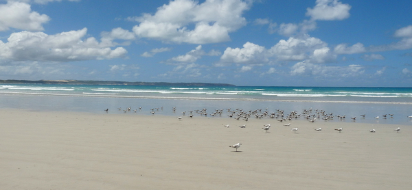 Beach with Seagulls by Birgit Moldenhauer