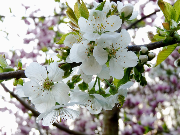 Cherry Blossom by Birgit Moldenhauer