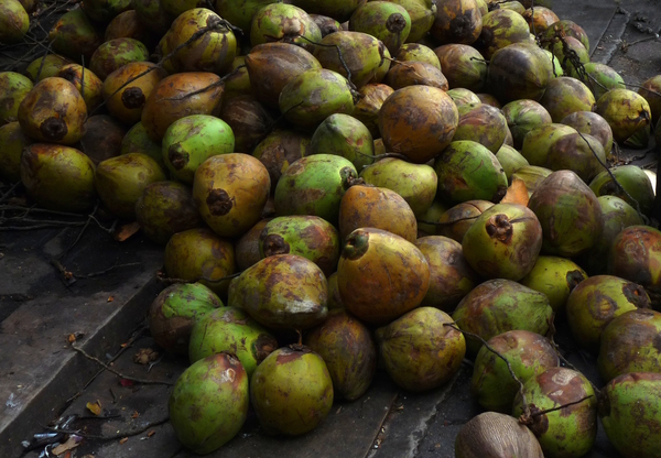 Coconut Delivery Print