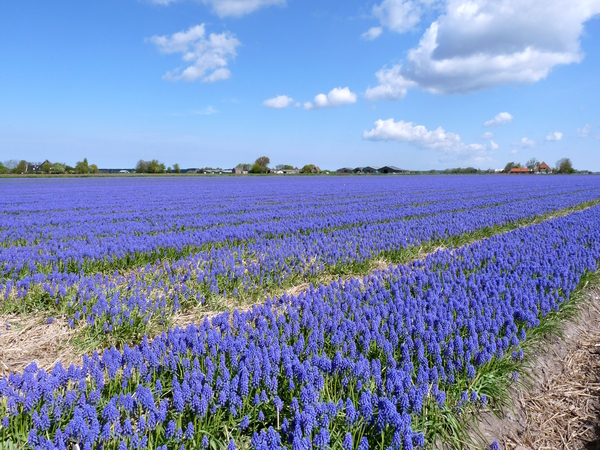Field of Hyacinths by Birgit Moldenhauer