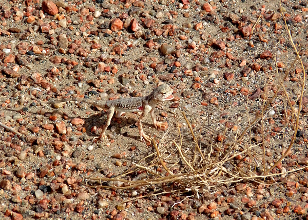 Gecko in Gobi by Birgit Moldenhauer