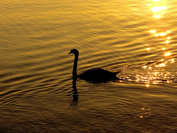 Golden Swan by Birgit Moldenhauer