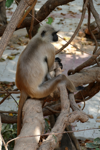 Grey Langur - Take a Rest by Birgit Moldenhauer