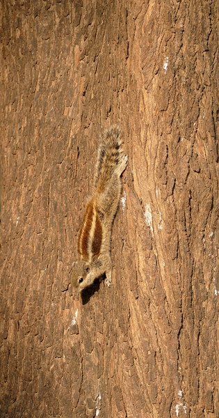 Indian Palm Squirrel on a Tree Trunk by Birgit Moldenhauer