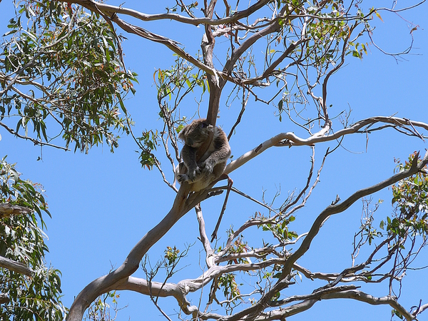 Koala Nap by Birgit Moldenhauer