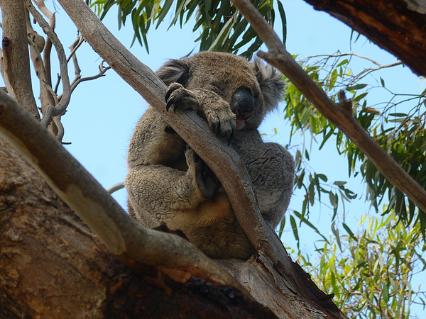 Koala - Dreaming by Birgit Moldenhauer
