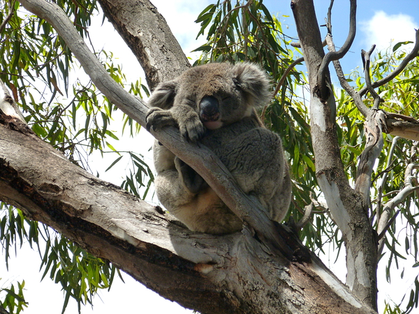 Koala - Sleeping by Birgit Moldenhauer