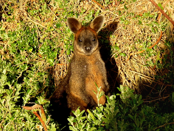 Little Wallaby Print