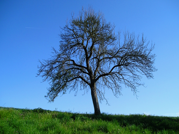 Lonely Tree in Spring by Birgit Moldenhauer