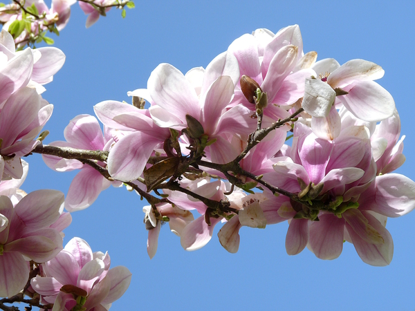 Magnolia Blossom by Birgit Moldenhauer