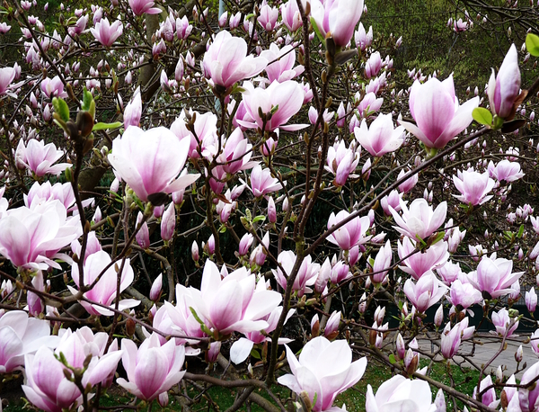 Magnolia Garden by Birgit Moldenhauer