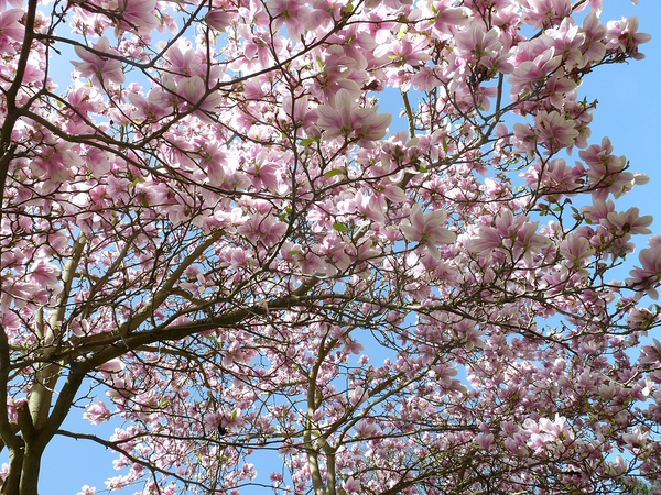 Magnolia in April by Birgit Moldenhauer