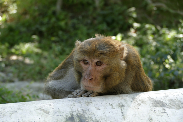 Monkey - Grandfather by Birgit Moldenhauer