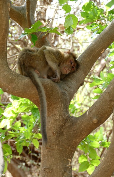 Monkey - I am sooo tired by Birgit Moldenhauer