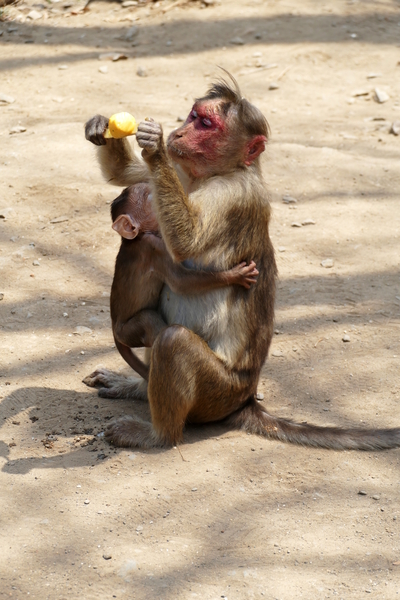 Monkey - Mothers Breakfast by Birgit Moldenhauer