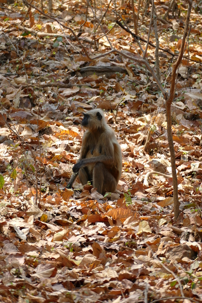Monkey in Dry Season by Birgit Moldenhauer