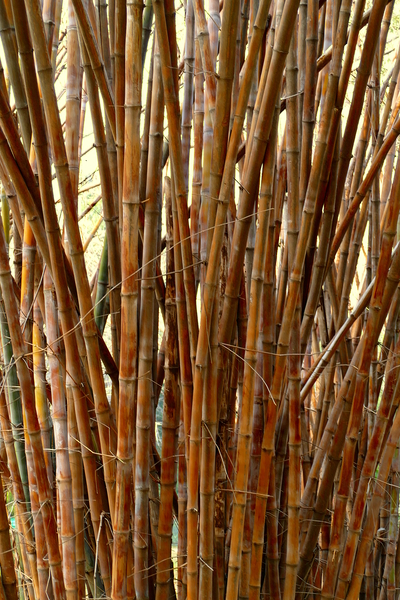 Old Bamboo Print