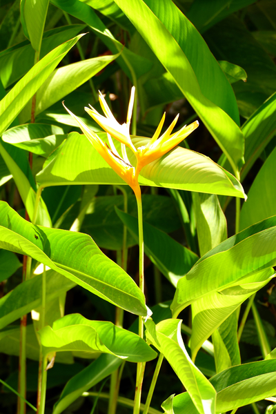 Bird of Paradise by Birgit Moldenhauer