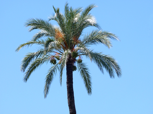 Palm Tree by Birgit Moldenhauer