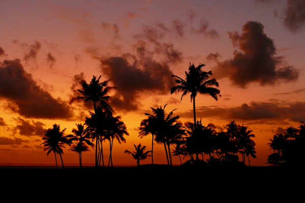Palm Trees at Sunset - red by Birgit Moldenhauer