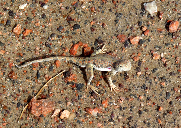 Perfect Camouflage by Birgit Moldenhauer