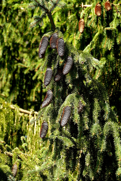 Pinecones by Birgit Moldenhauer