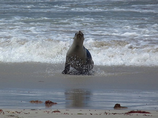 Sea Lion by Birgit Moldenhauer