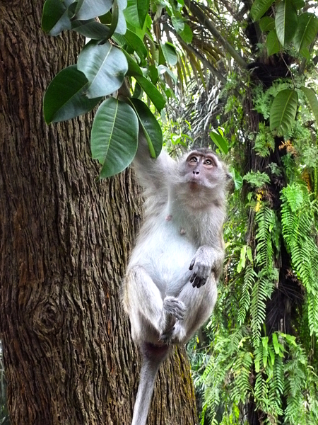 Swinging Monkey by Birgit Moldenhauer