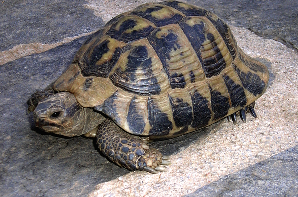 Turtle by Birgit Moldenhauer