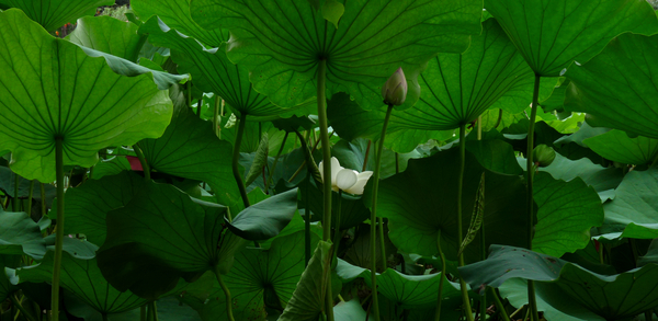 Under the Lotus Leaves by Birgit Moldenhauer