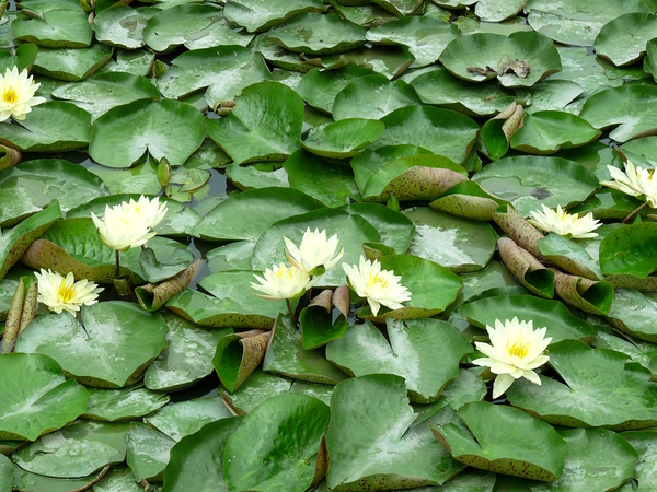 Water Lilies by Birgit Moldenhauer