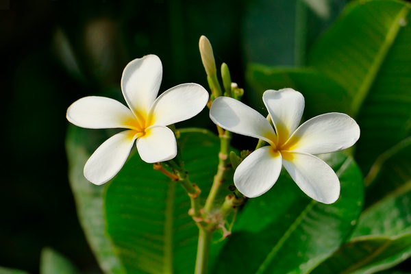 White Frangipani by Birgit Moldenhauer